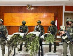Tim Gabungan Satgas Damai Cartenz, Polres Pegunungan Bintang dan TNI Temukan Ladang Ganja dalam Patroli Taktis